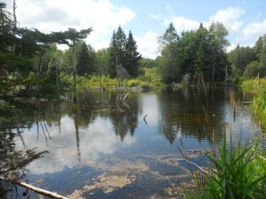 A beaver pond at Skylandia Farm. Rivera Sun writes about "Walking On the Edge" of a beaver dam in her new book of poetry.