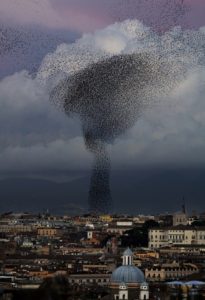 Swarming starlings over Rome.